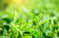 Epigallocatechin galat (EGCG)