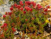 Ekstrè Rhodiola Rosea